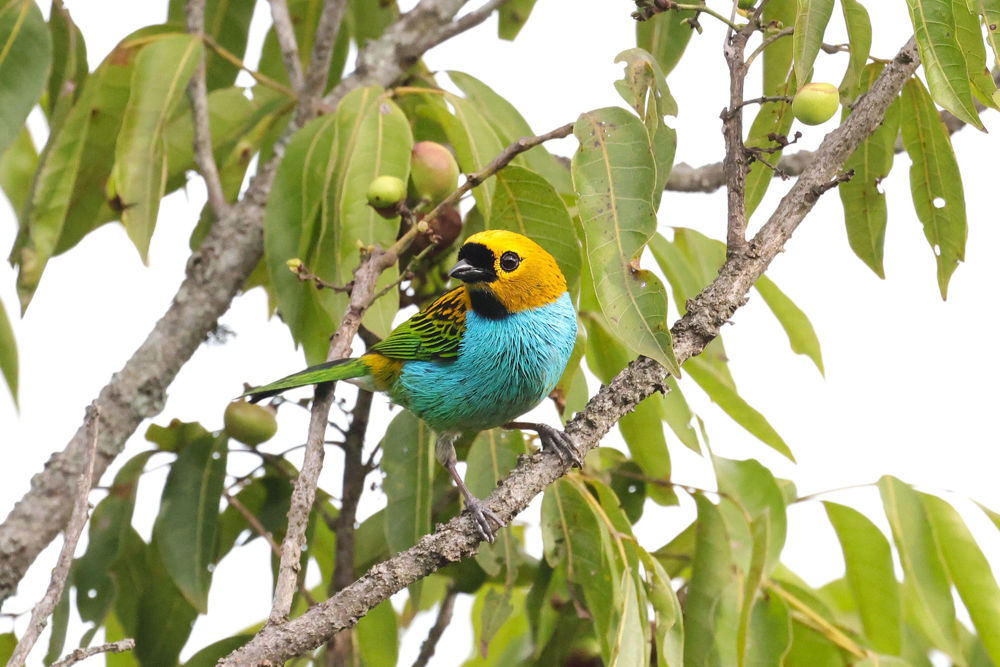 Gilt-edged Tanager